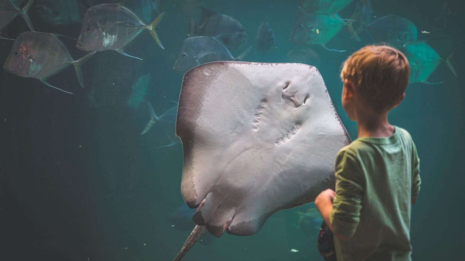 Un niño mira de cerca una raya grande que nada junto al cristal de un acuario, con peces plateados al fondo