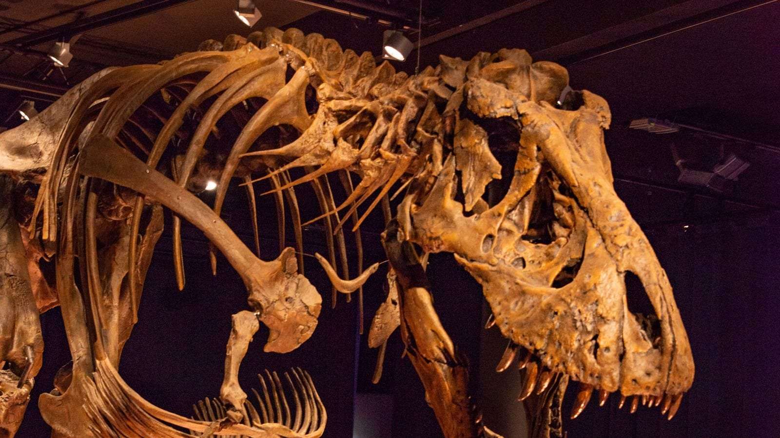 Esqueleto de un tiranosaurio en la sala de un museo