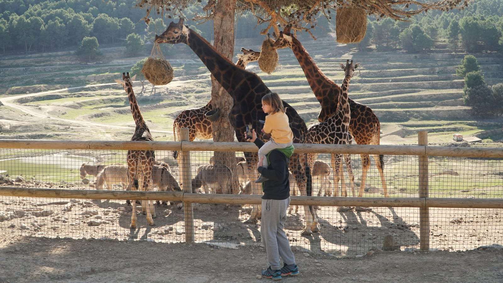 Una niña sobre los hombros de su papá mira a un grupo de jirafas que comen heno detrás de una cerca de madera, en un zoológico